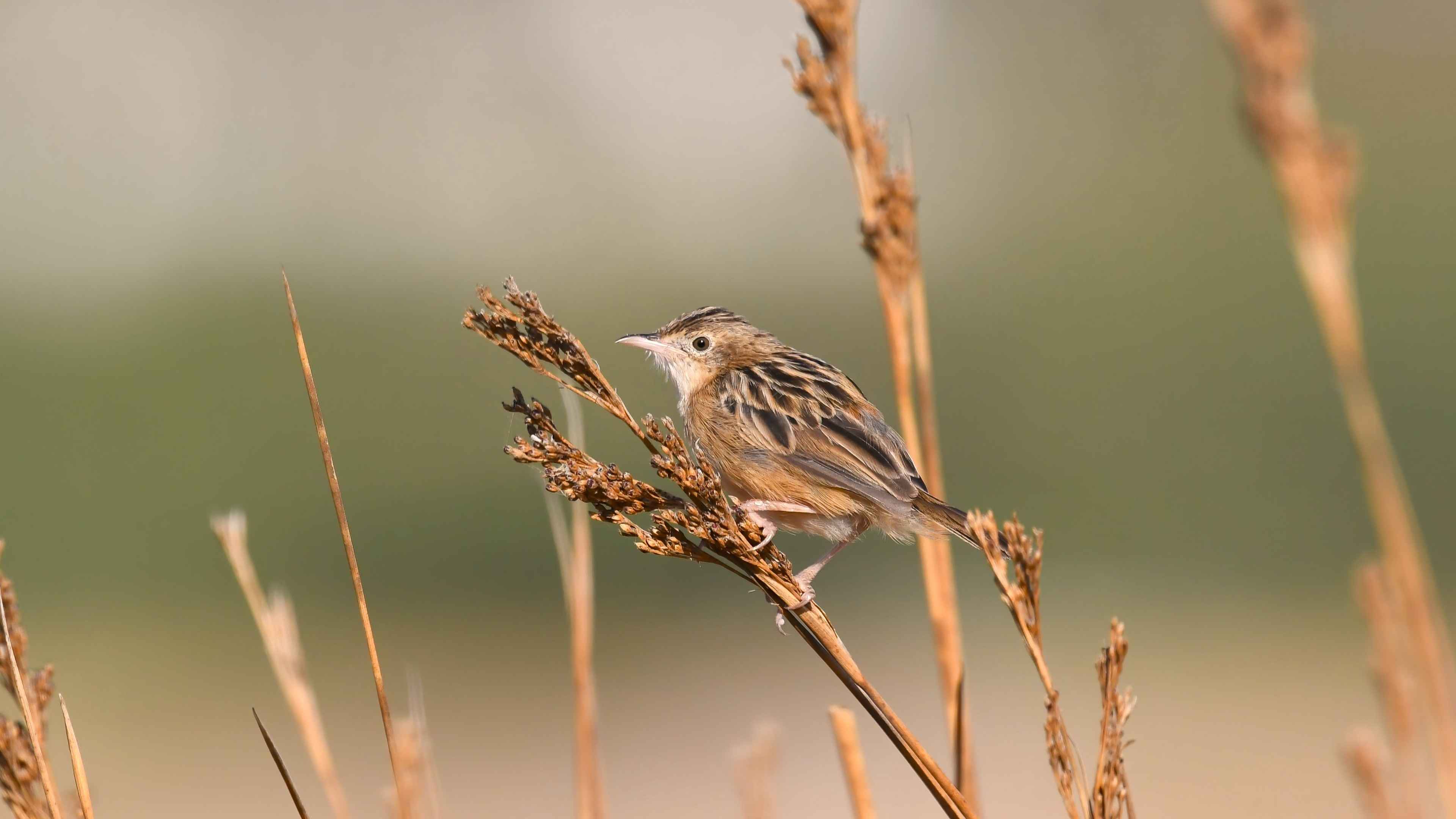 Zitting Cisticola